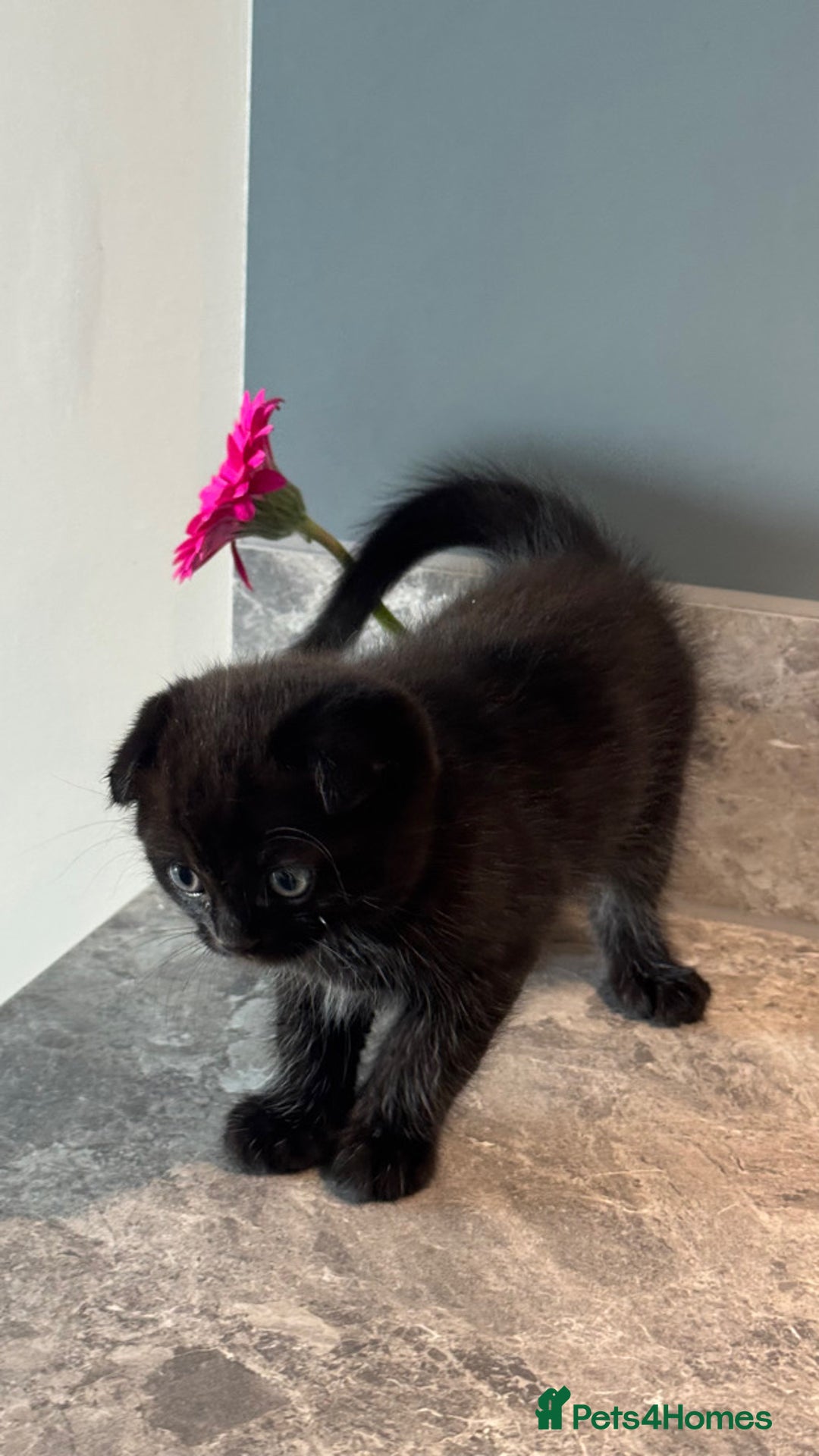 Scottish Fold cats for sale: Scottish fold short hair male  - Advert 5