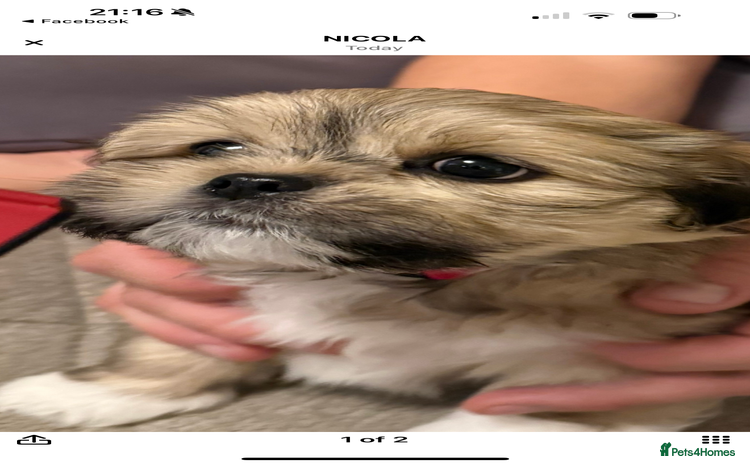 Lhasa Apso dogs - Advert 1