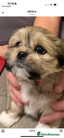 Lhasa Apso dogs - Advert 1