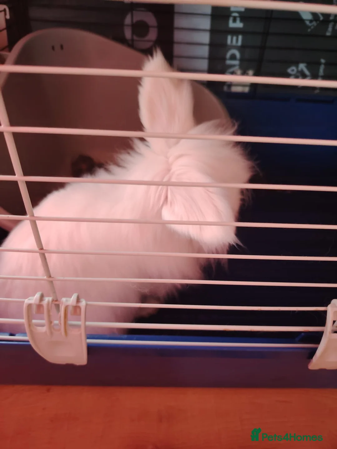 Mini Lop rabbits for sale: 2 year old white decorative rabbit looking for hom - Advert 3