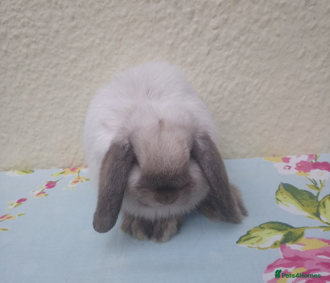 Mini Lop rabbits for sale: Pedigree mini lops - Image 4