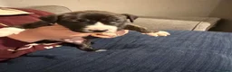 Mixed Breed dogs for sale: Beautiful English Bull Terrier cross Staffy - Advert 2