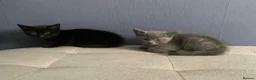 Mixed Breed cats for sale: Beautiful kittens  - Advert 10