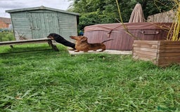 Dachshund dogs for sale: Champion sired, show quality miniature, ready now. - Image 20