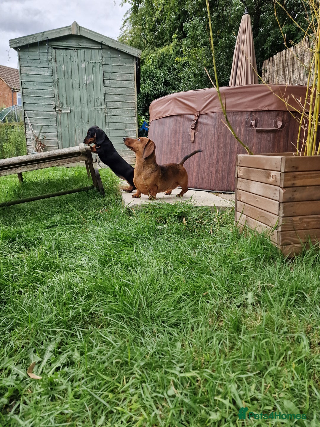Dachshund dogs for sale: Champion sired, show quality miniature, ready now. - Image 20
