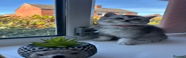 Scottish Fold Kitten 5