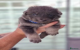 German Shepherd dogs for sale:  kc,health tested straight back german shepherd - Image 16
