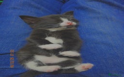 Mixed Breed cats for sale: Tiny Tuxedo Explorer Bella  - Image 3
