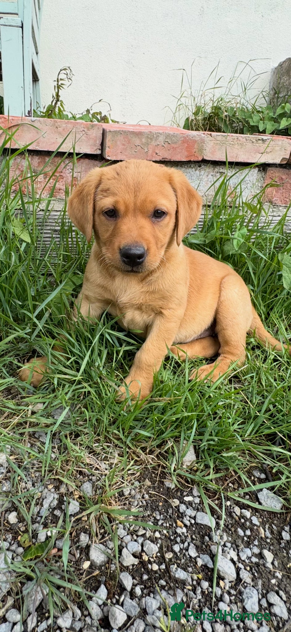 Labrador Retriever dogs Stunning lab puppies ready this weekend 2 left  - Advert 1