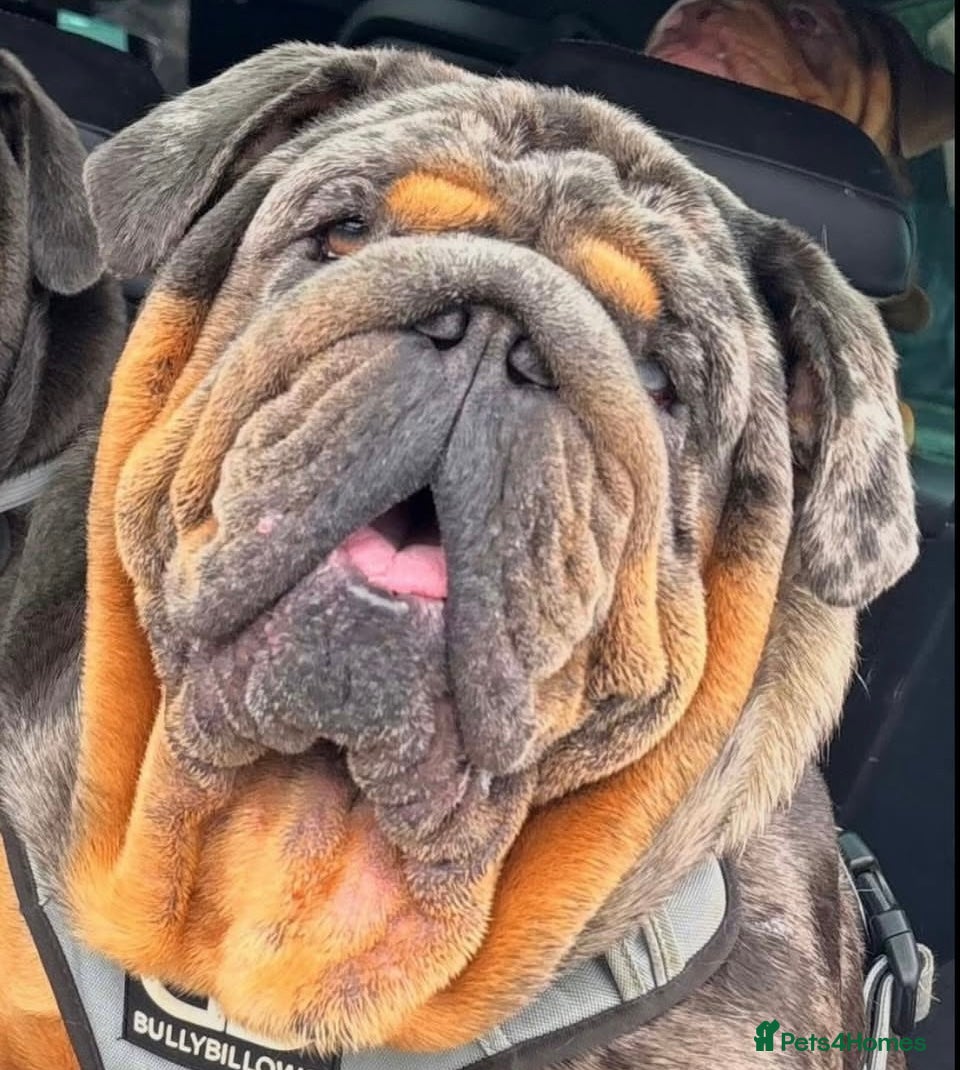 English Bulldog dogs Bugzy - Advert 2