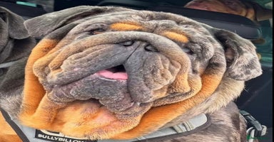 English Bulldog dogs - Advert 6