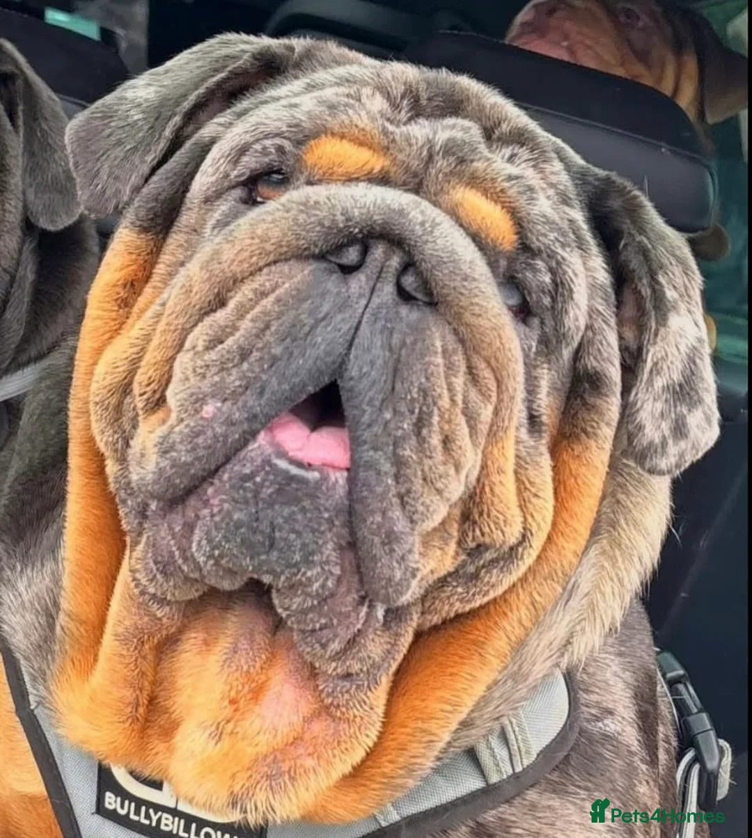 English Bulldog dogs for stud: Bugzy - Advert 3