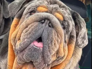 English Bulldog dogs Bugzy - Advert 2