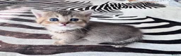Mixed Breed cats for sale: Beautiful British Shorthair Cross Kittens - Advert 7