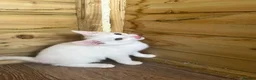 Mixed Breed cats for sale: Angora x kittens - Advert 3