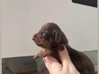 Miniature Dachshund dogs - Advert 17