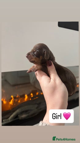 Miniature Dachshund dogs - Advert 5