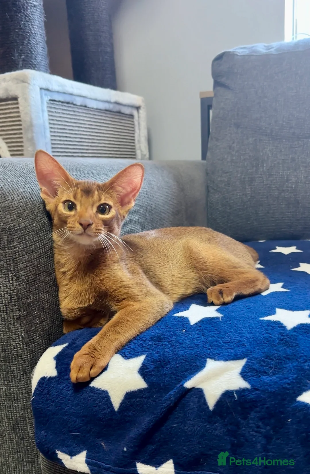 Abyssinian cats for sale: One boy left🤎Raised with Love Abyssinian Kittens - Advert 9