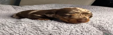 Miniature Dachshund 1