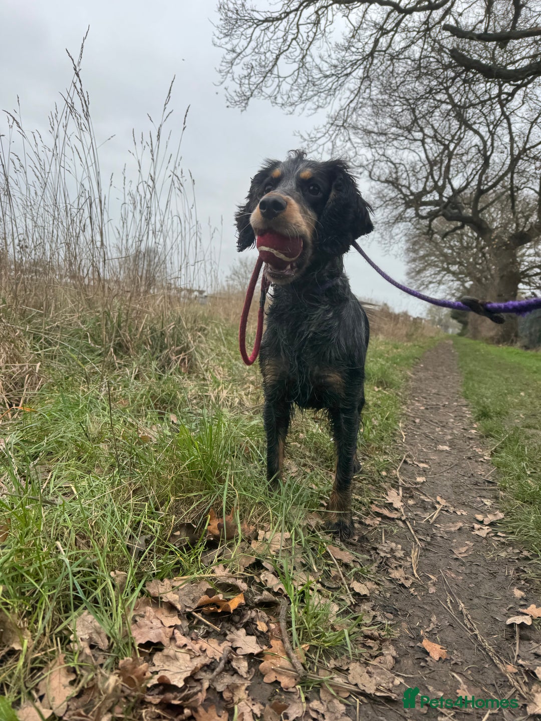 Cocker Spaniel dogs for stud: Male Cocker Spaniel  - Advert 1