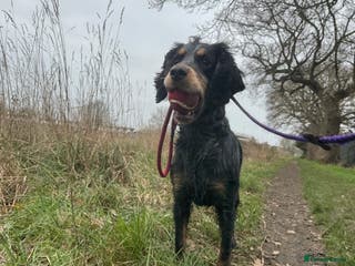 Cocker Spaniel dogs Male Cocker Spaniel - Advert 1