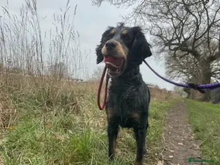 Cocker Spaniel dogs Male Cocker Spaniel - Advert 17