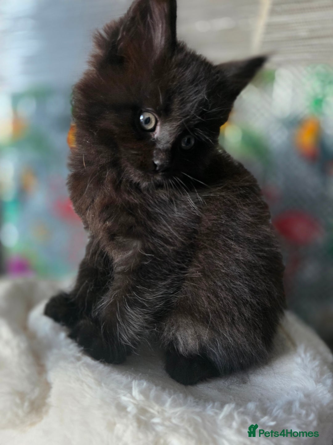 Maine Coon cats for sale: Beautiful  Meincoon  kitten - Advert 3