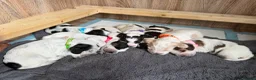 Cocker Spaniel dogs for sale: Gorgeous Cocker Spaniel Puppies - Advert 11