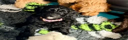 Cavapoo dogs for sale: Adorable F1b Cavapoo’s puppies ready now with 💉💉 - Advert 18