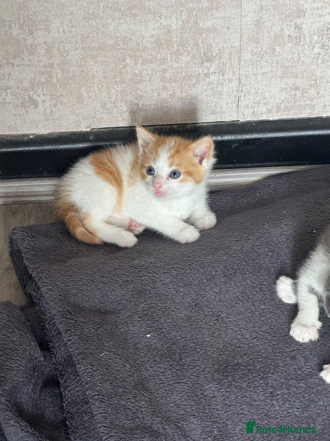 British Shorthair cats for sale: ✨Beautiful Kittens Ready for Their New Homes ✨ in Heckmondwike - Advert 2