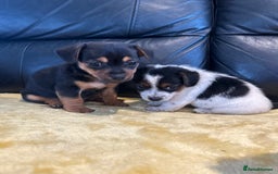 Jack Russell dogs for sale: READY NOW Short legged Jack Russell’s  - Image 2