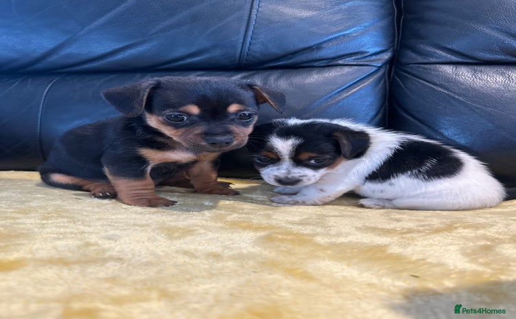 Jack Russell dogs - Advert 1