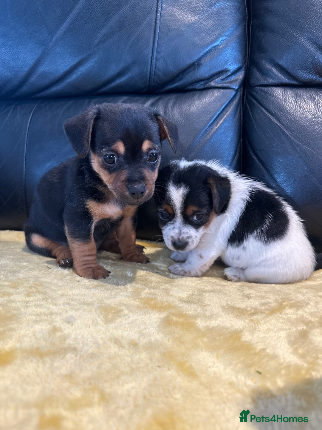 Jack Russell dogs for sale: READY NOW Short legged Jack Russell’s  - Image 2