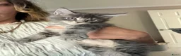 Maine Coon cats for sale: 6 beautiful blue silver mainecoons  - Advert 24