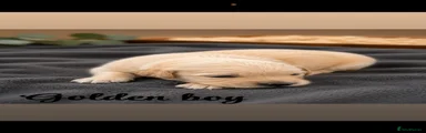 Golden Retriever 4