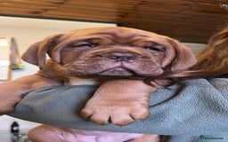 Dogue De Bordeaux dogs for sale: KC Dogue de Bordeaux Girl – Champion Bloodline - Advert 4