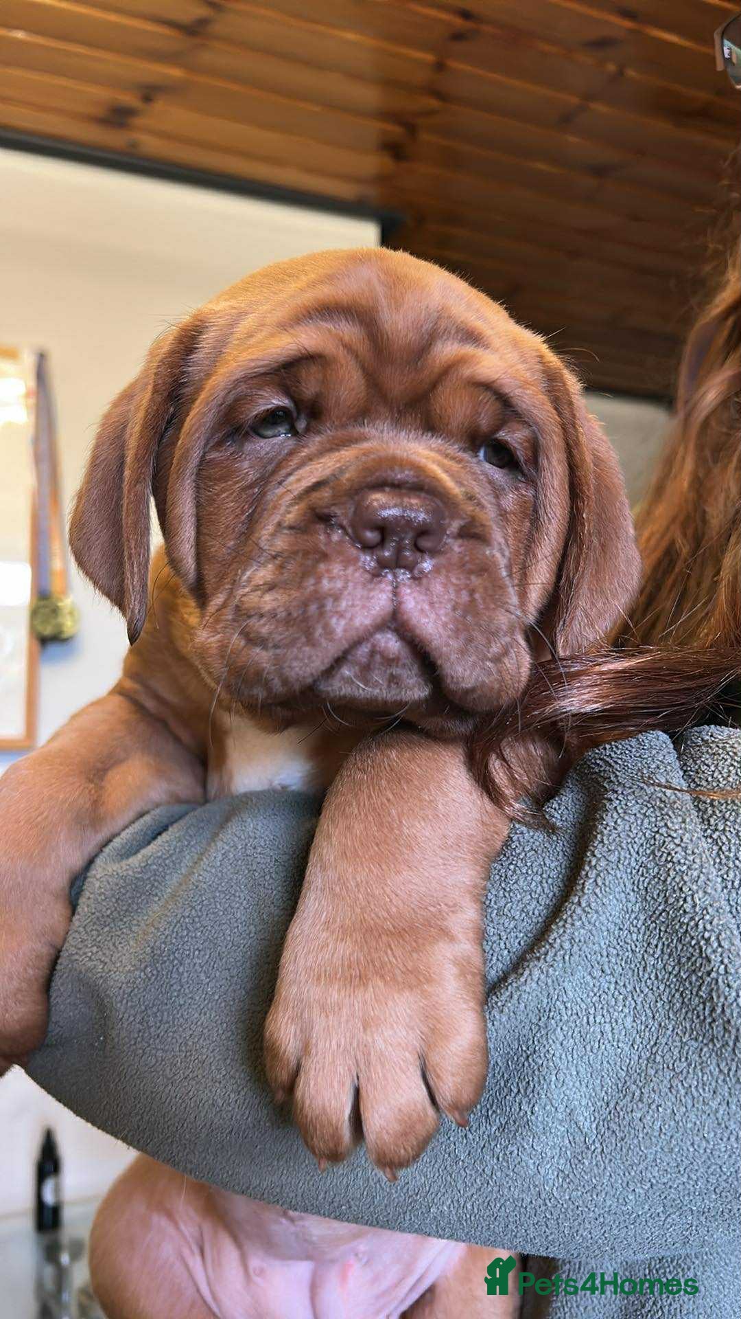 Dogue De Bordeaux dogs for sale: KC Dogue de Bordeaux Girl – Champion Bloodline - Advert 4