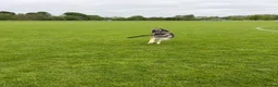 Mixed Breed dogs for stud: Cerberus  - Advert 3