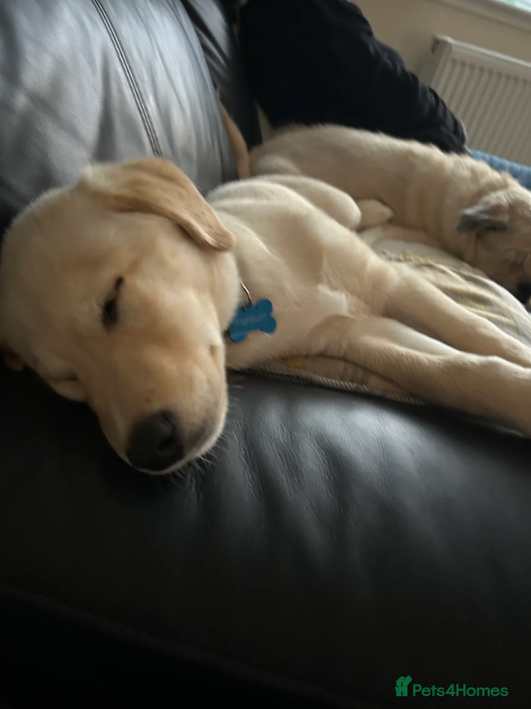 Mixed Breed dogs for sale: 1 year old male dog husky cross labordoodle  - Advert 2