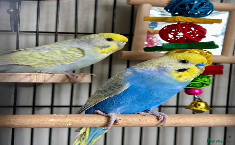 Budgerigars birds - Advert 3