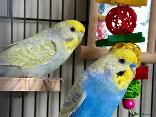 Budgerigars birds - Advert 36