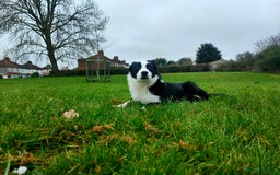 Border Collie dogs for sale: Dog for rehoming - Image 1