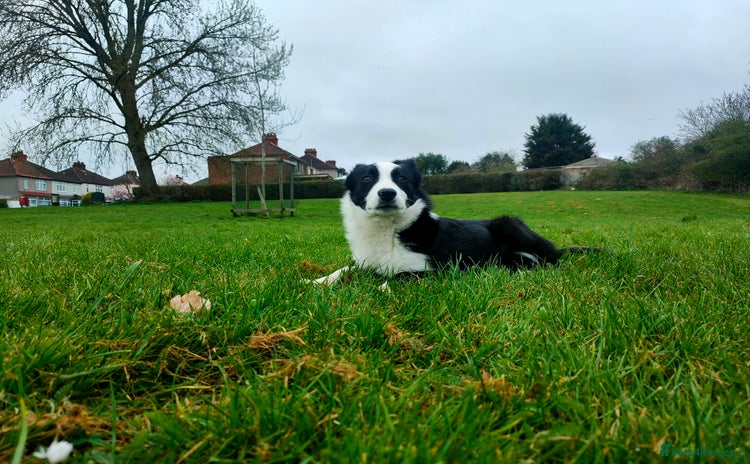 Border Collie dogs - Advert 1