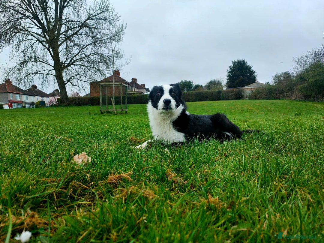 Border Collie dogs for sale: Dog for rehoming - Image 1