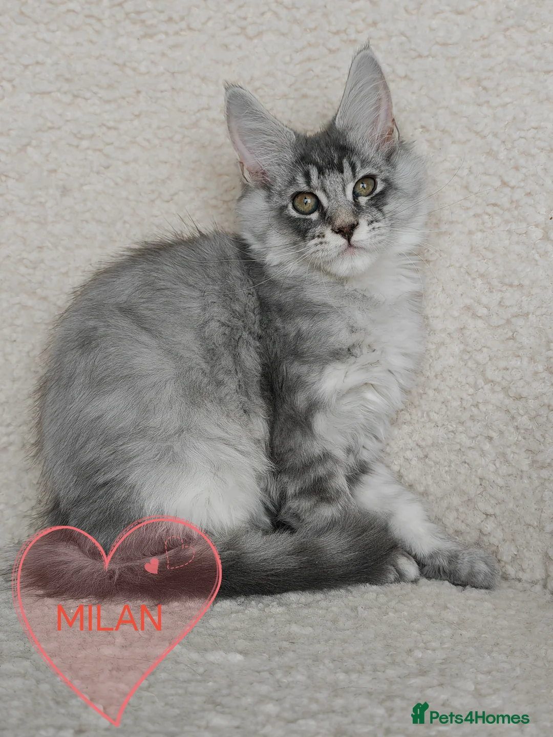 Maine Coon cats for sale: Full pedigree Maine Coon kittens - Advert 6