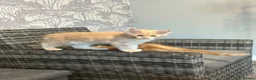 Maine Coon cats for sale: READY TO LEAVE PRICE REDUCTION  😻😻 - Advert 6