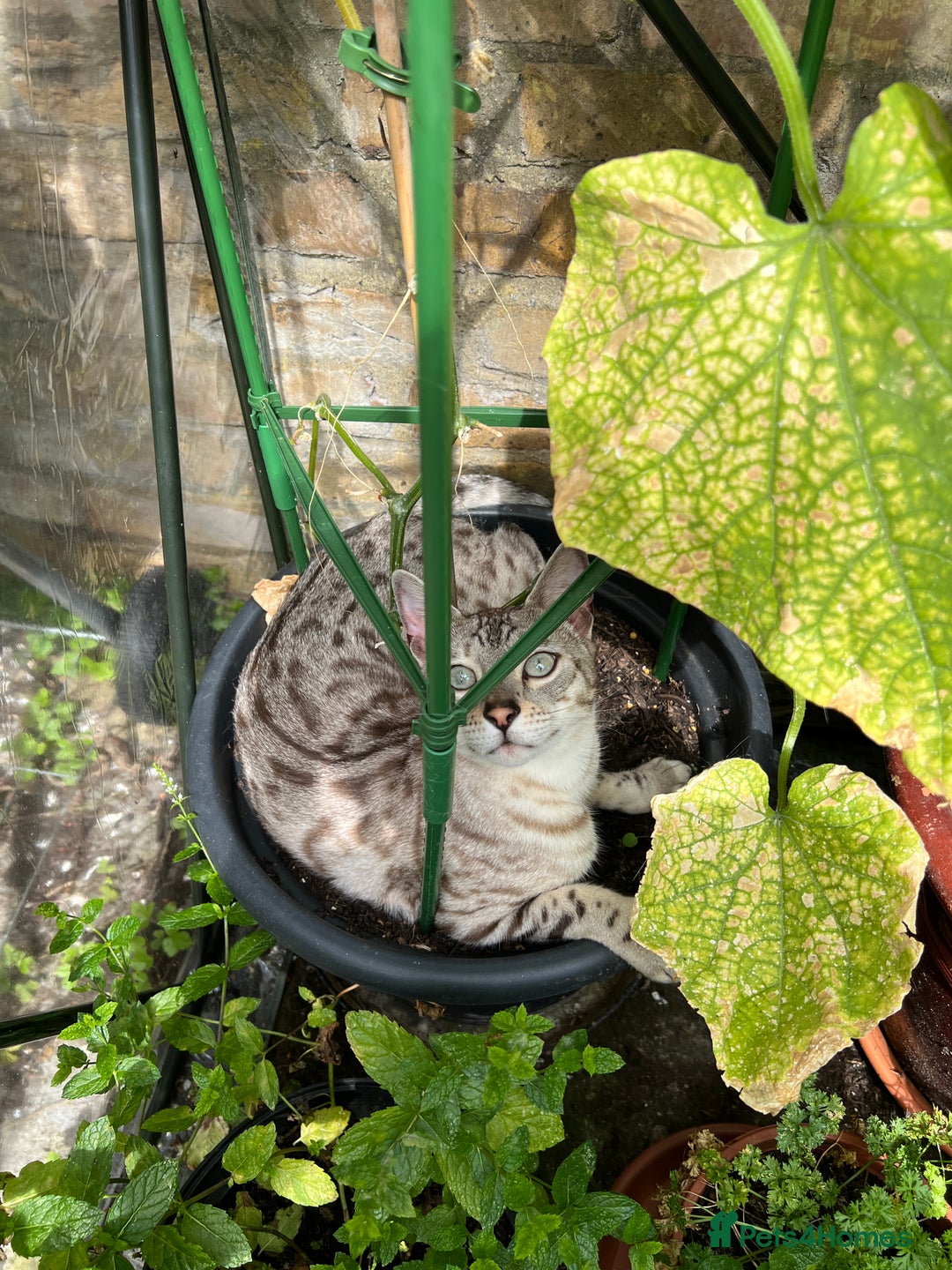 Bengal cats for sale: Two Bengal Boys - Advert 2