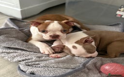Boston Terrier dogs for sale: 2 females left !!!!!!! - Image 17