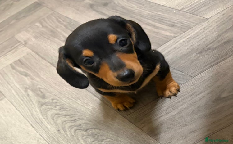 Miniature Dachshund dogs - Advert 3