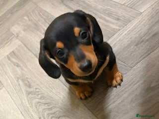 Miniature Dachshund dogs - Advert 6